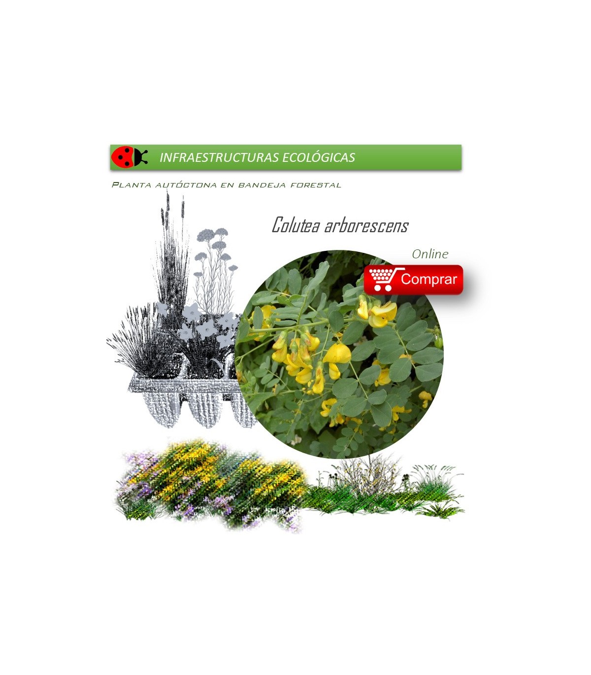 Venta de COLUTEA ARBORESCENS (Espantalobos) AF 28/400