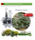 venta de CONVOLVULUS CNEORUM (Campanilla plateada) BF 40
