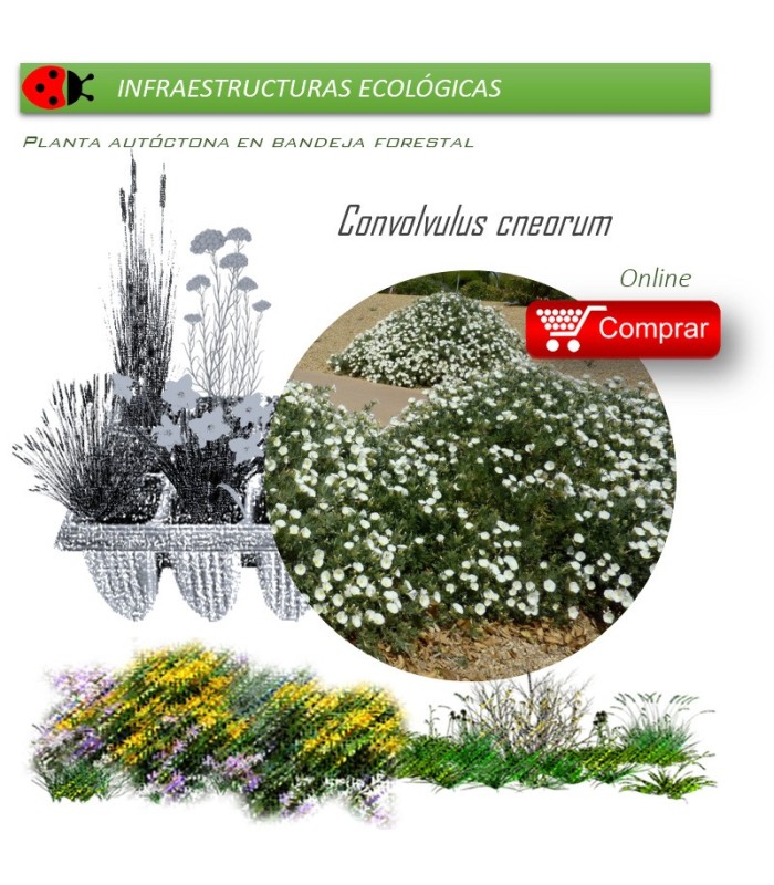 venta de CONVOLVULUS CNEORUM (Campanilla plateada) BF 40