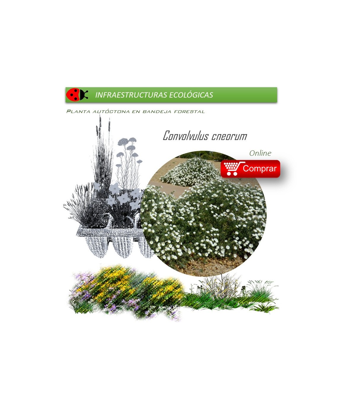 venta de CONVOLVULUS CNEORUM (Campanilla plateada) BF 40