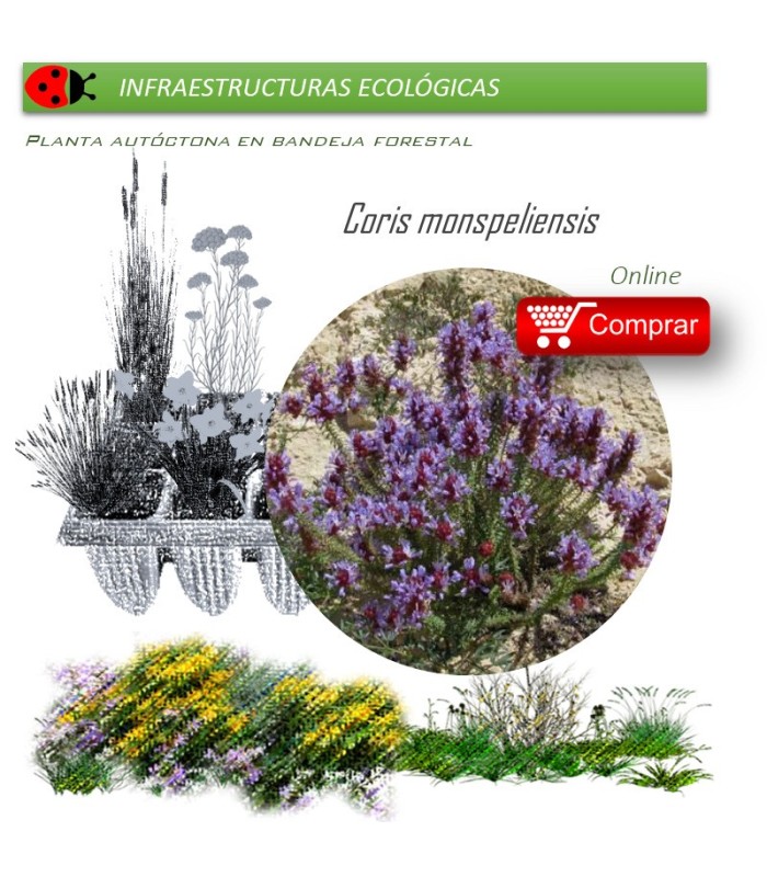Venta de CORIS MONSPELIENSIS (Hierba pincel) BF 40/260