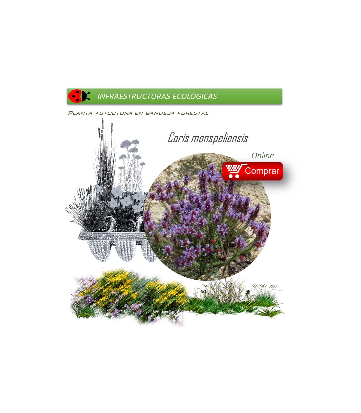Venta de CORIS MONSPELIENSIS (Hierba pincel) BF 40/260