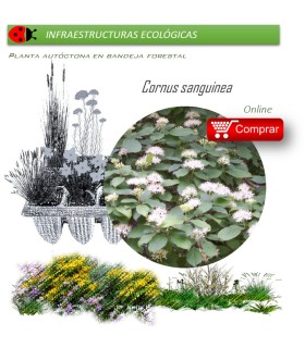 Venta de CORNUS SANGUINEA (Cornejo) BF 40/260