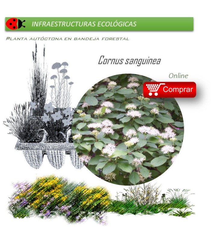 Venta de CORNUS SANGUINEA (Cornejo) BF 40/260
