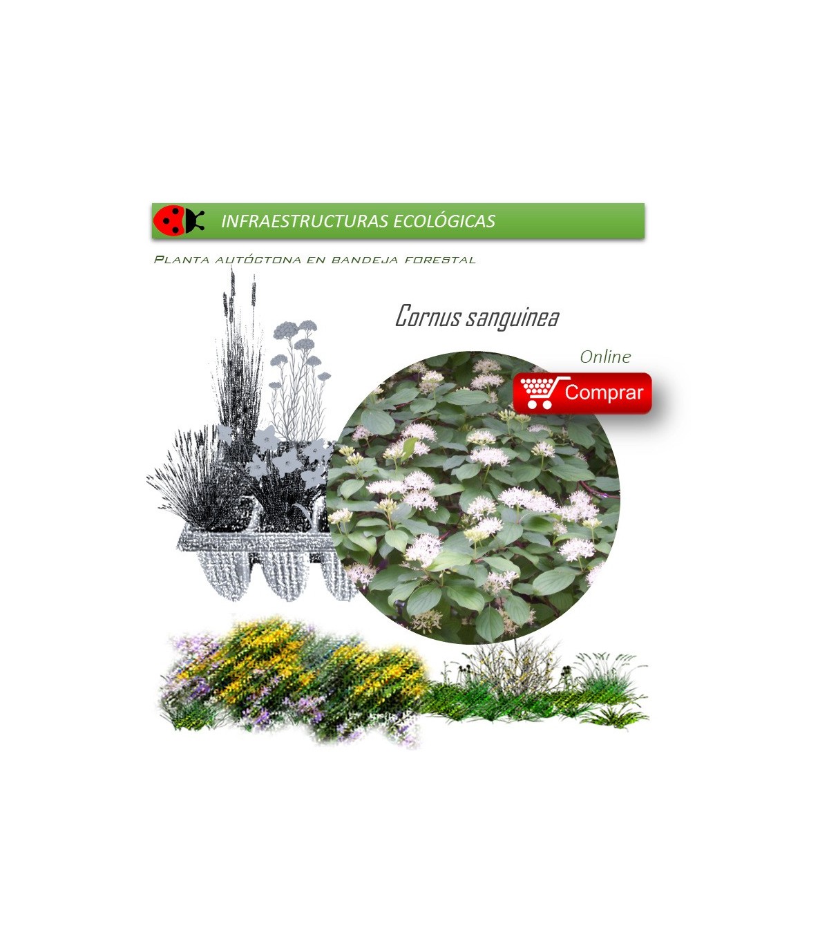 Venta de CORNUS SANGUINEA (Cornejo) BF 40/260