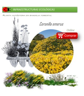 planta autóctona en bandeja forestal