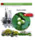 Venta de CORYLUS AVELLANA (Avellano) BF 28/400