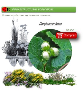 Venta de CORYLUS AVELLANA (Avellano) BF 28/400