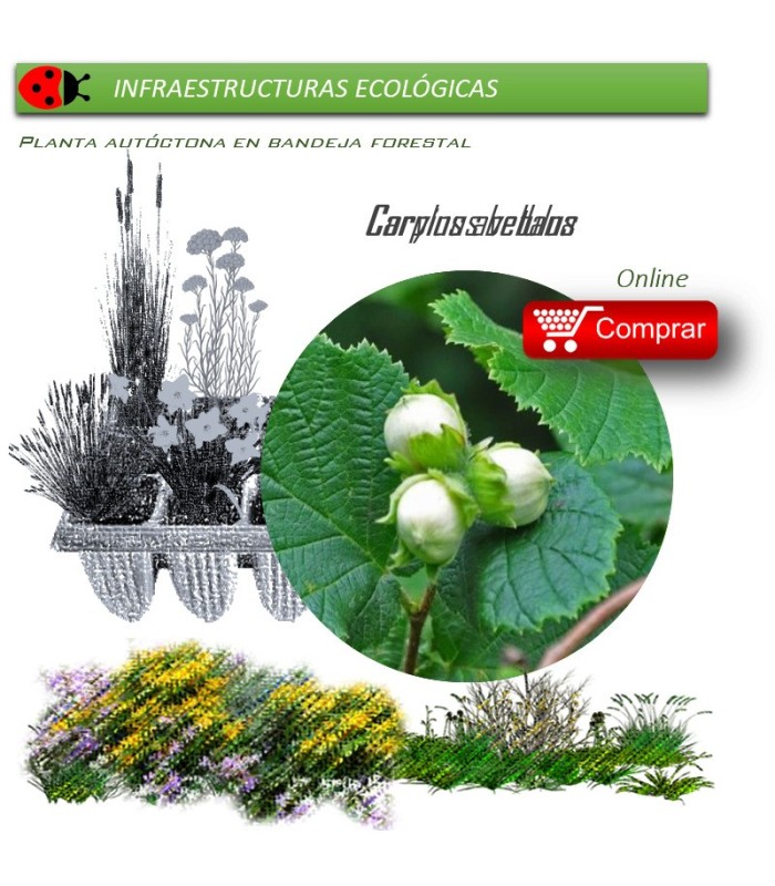 Venta de CORYLUS AVELLANA (Avellano) BF 28/400