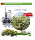 Venta de CRATAEGUS MONOGYNA (majuelo) BF 45/235