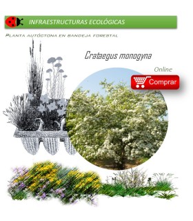 Venta de CRATAEGUS MONOGYNA (majuelo) BF 45/235