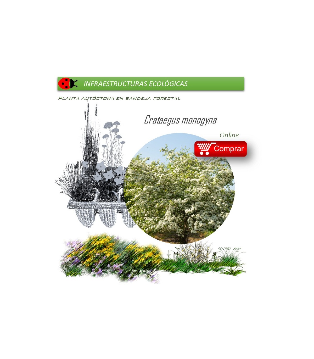 Venta de CRATAEGUS MONOGYNA (majuelo) BF 45/235