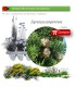 Venta de CUPRESSUS SEMPERVIRENS (Ciprés) BF 60/200