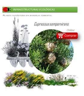 Venta de CUPRESSUS SEMPERVIRENS (Ciprés) BF 60/200