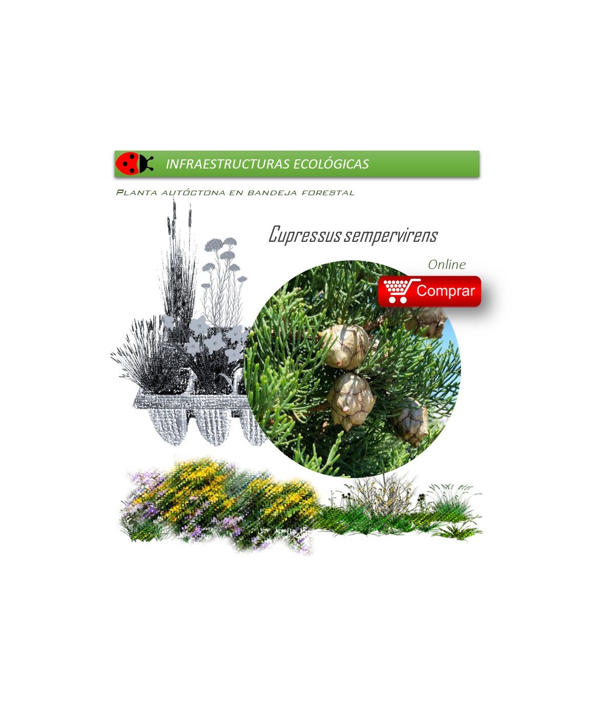 Venta de CUPRESSUS SEMPERVIRENS (Ciprés) BF 60/200