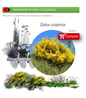 Venta de CYTISUS SCOPARIUS (Retama negra) BF 45/220