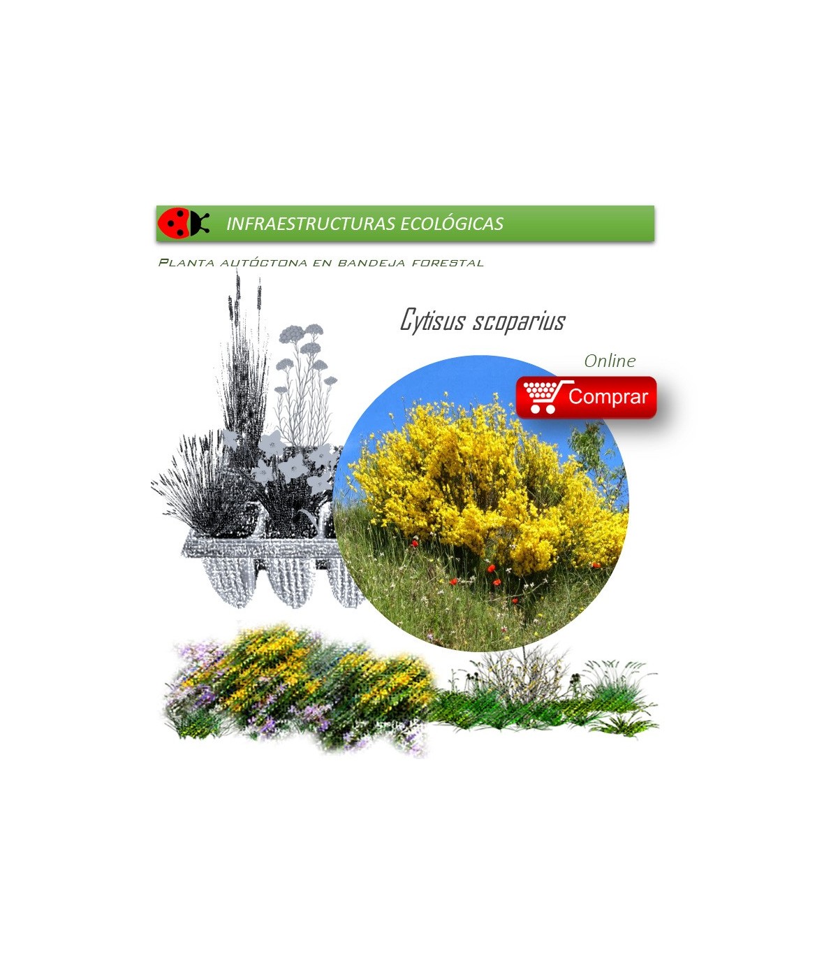 Venta de CYTISUS SCOPARIUS (Retama negra) BF 45/220