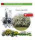 Venta de ELEAGNUS ANGUSTIFOLIA (Árbol del paraíso) BF45/220