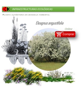 Venta de ELEAGNUS ANGUSTIFOLIA (Árbol del paraíso) BF45/220