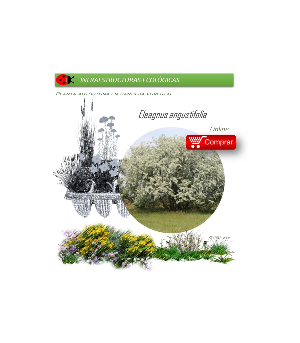 Venta de ELEAGNUS ANGUSTIFOLIA (Árbol del paraíso) BF45/220