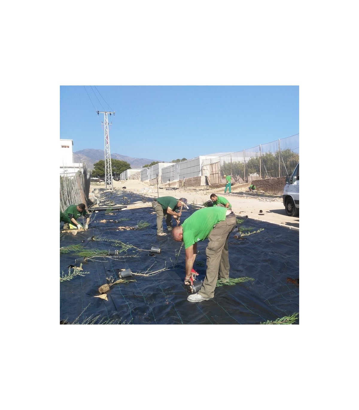 planta autóctona en bandeja forestal