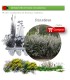 Venta de ERICA ARBOREA (Brezo blanco) BF 54/200