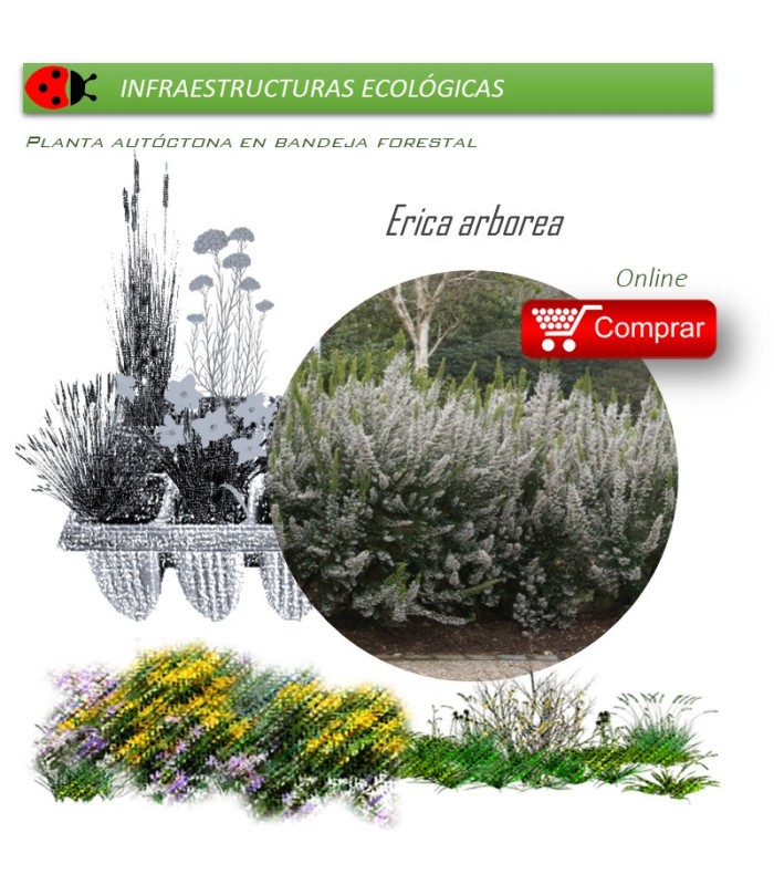 Venta de ERICA ARBOREA (Brezo blanco) BF 54/200