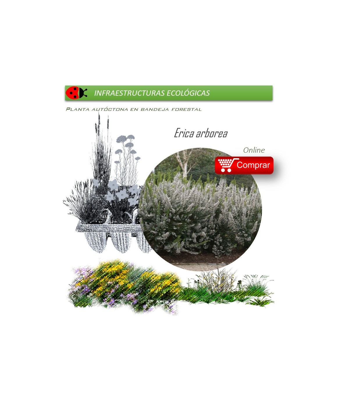 Venta de ERICA ARBOREA (Brezo blanco) BF 54/200