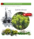 Venta de EUPHORBIA CHARACIAS (Tártago mayor) BF 40/260