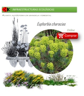 Venta de EUPHORBIA CHARACIAS (Tártago mayor) BF 40/260