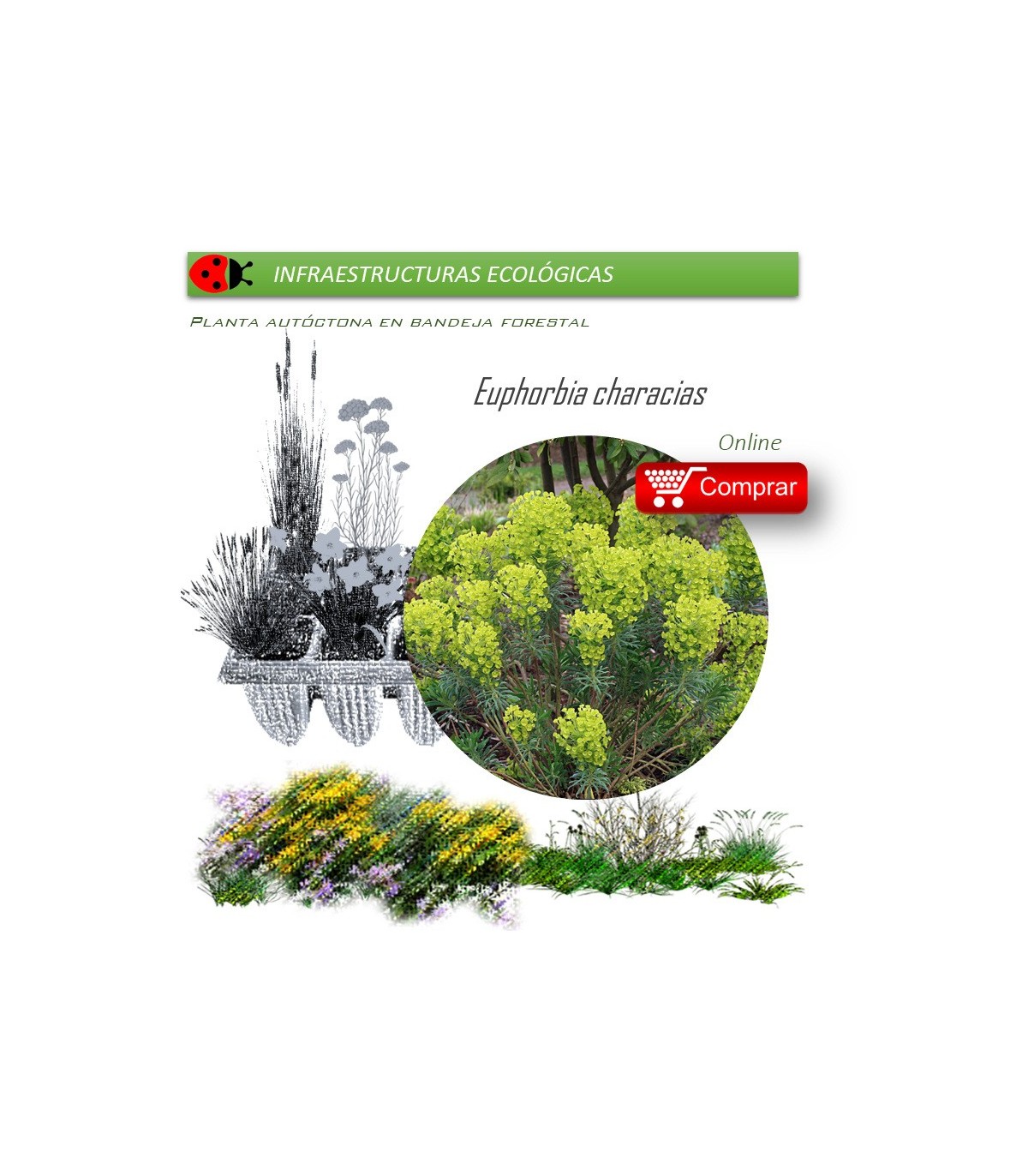 Venta de EUPHORBIA CHARACIAS (Tártago mayor) BF 40/260