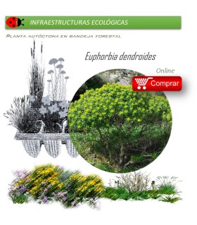 Venta de EUPHORBIA DENDROIDES (Lechetrezna) BF 40/260