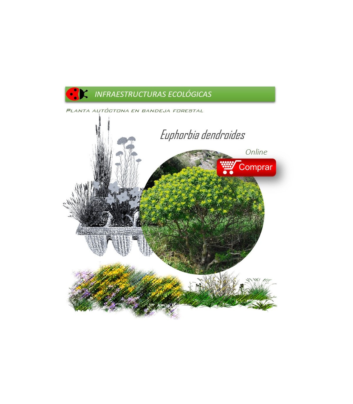 Venta de EUPHORBIA DENDROIDES (Lechetrezna) BF 40/260
