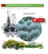 Venta de FESTUCA GLAUCA (Castañuela azul) BF 40/260