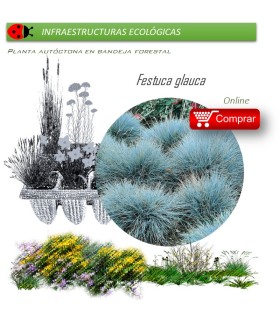 Venta de FESTUCA GLAUCA (Castañuela azul) BF 40/260