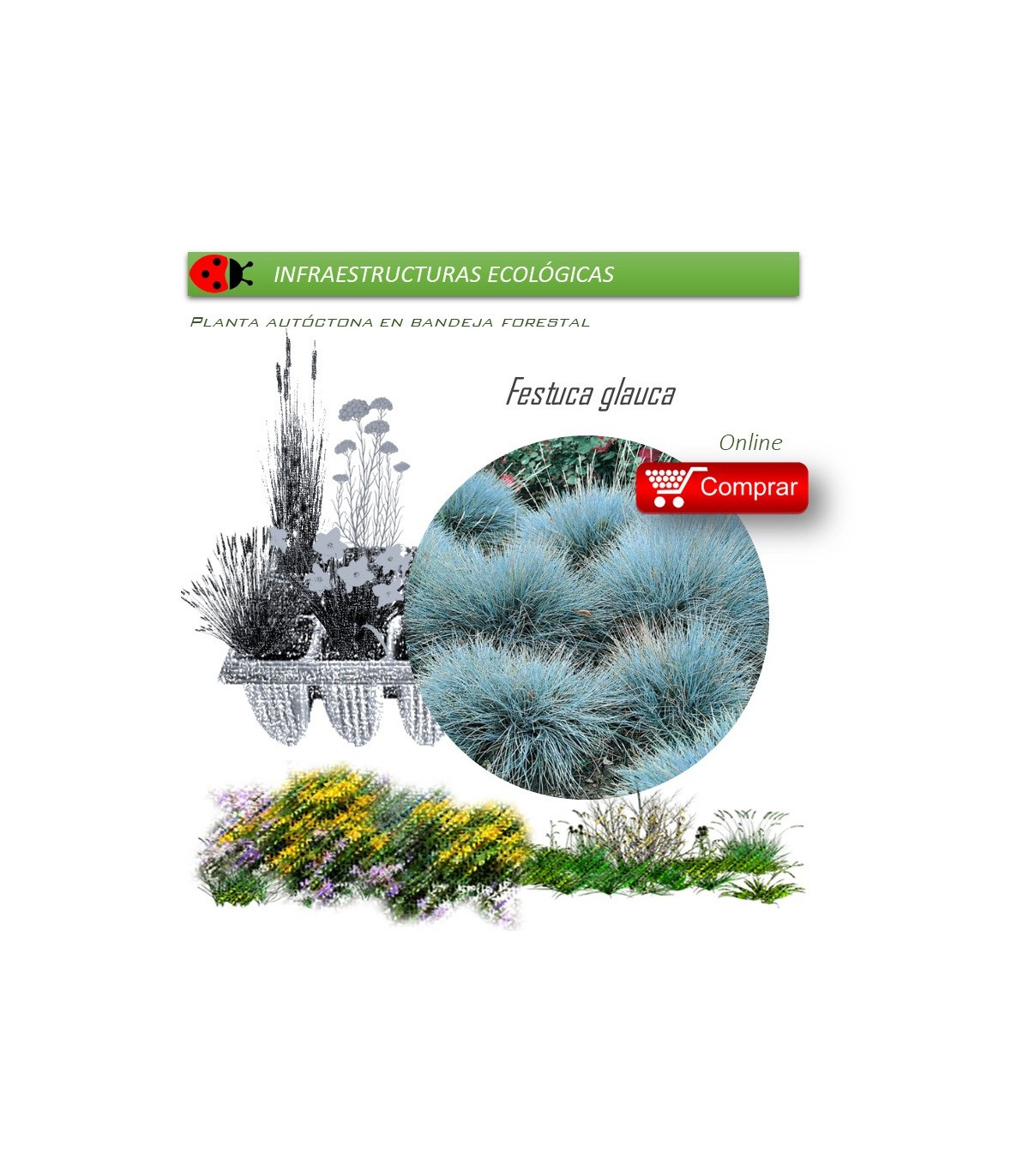 Venta de FESTUCA GLAUCA (Castañuela azul) BF 40/260
