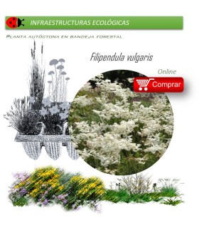 Venta de FILIPENDULA VULGARIS BF 40/260
