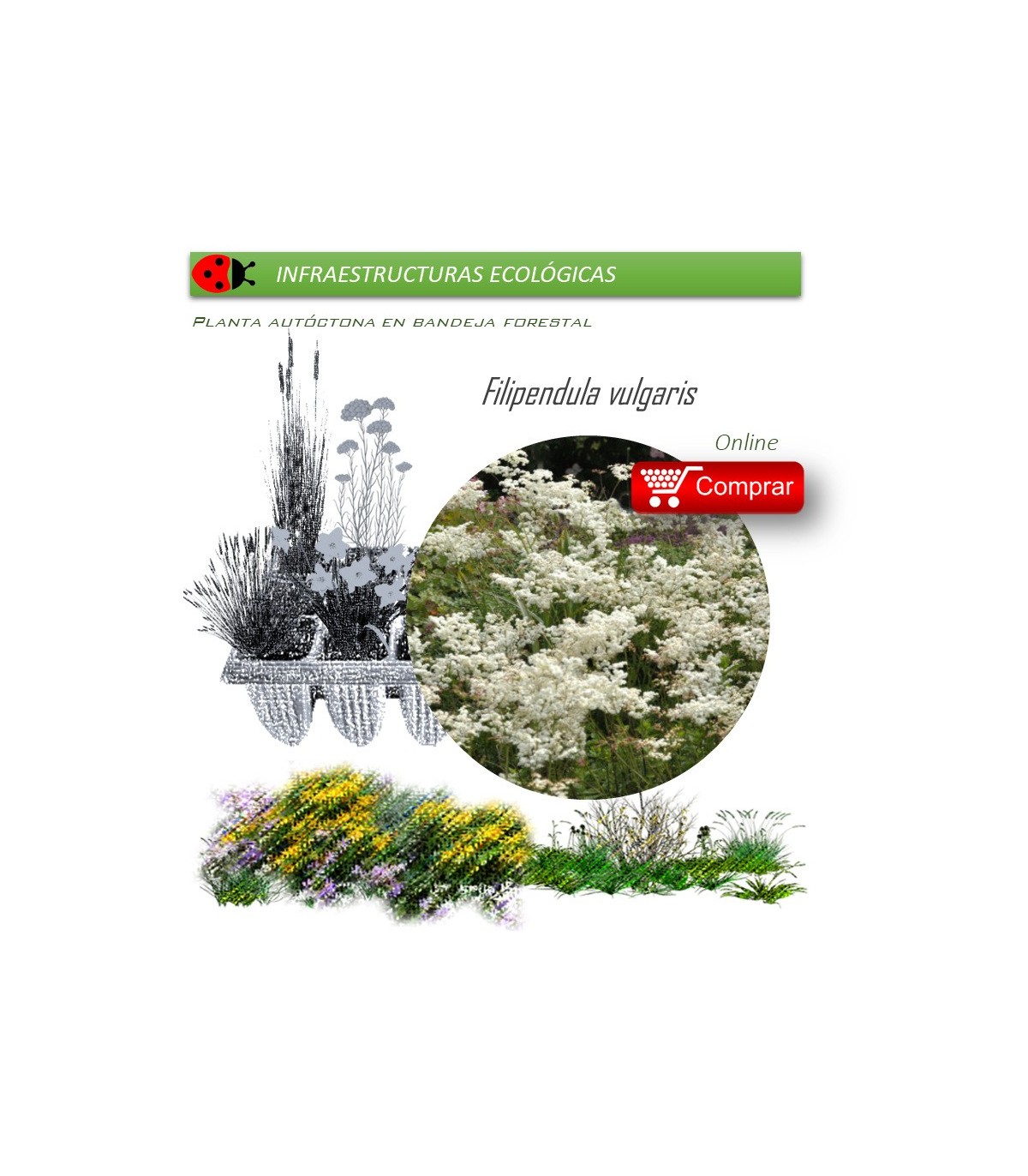 Venta de FILIPENDULA VULGARIS BF 40/260