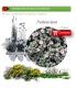 venta de FRANQUENIA LAEVIS (Brezo de  mar) BF 54