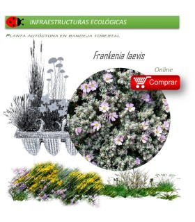 venta de FRANQUENIA LAEVIS (Brezo de  mar) BF 54