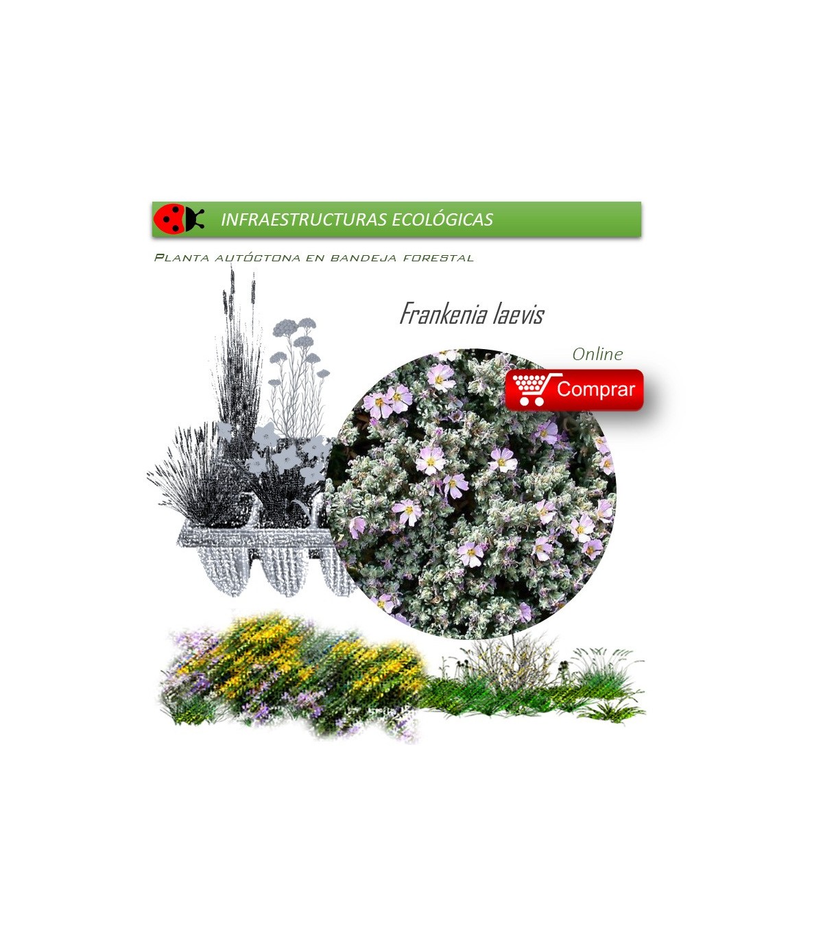 venta de FRANQUENIA LAEVIS (Brezo de  mar) BF 54