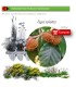 Venta de FAGUS SYLVATICA (Haya) BF 40/260