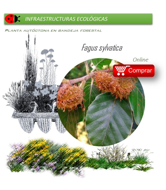 Venta de FAGUS SYLVATICA (Haya) BF 40/260