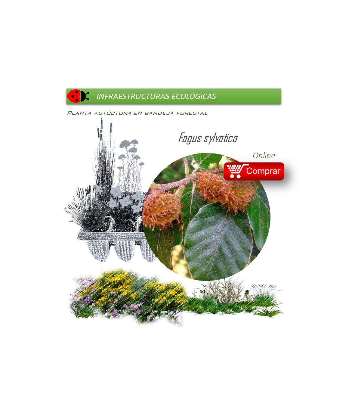 Venta de FAGUS SYLVATICA (Haya) BF 40/260