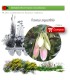 Venta de FRAXINUS ANGUSTIFOLIA (Fresno) BF 45/220