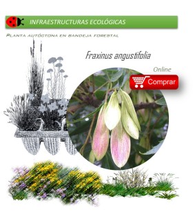 Venta de FRAXINUS ANGUSTIFOLIA (Fresno) BF 45/220