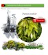FRAXINUS EXCELSIOR (Fresno) BF 45/220