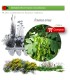 FRAXINUS ORNUS (Fresno de flor) BF 45/220