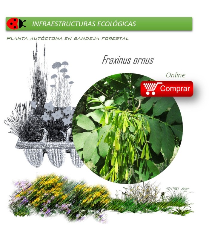 FRAXINUS ORNUS (Fresno de flor) BF 45/220