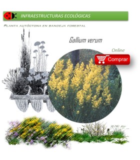 Venta de GALLIUM VERUM (Cuajaleche) BF 54
